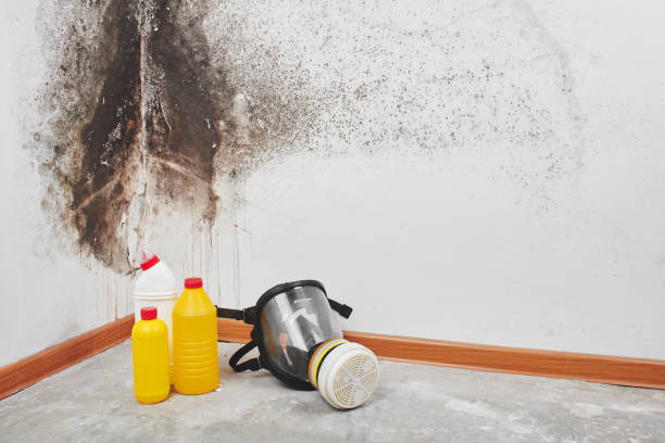 Best Industrial Mold Remediation in Roseville, MN