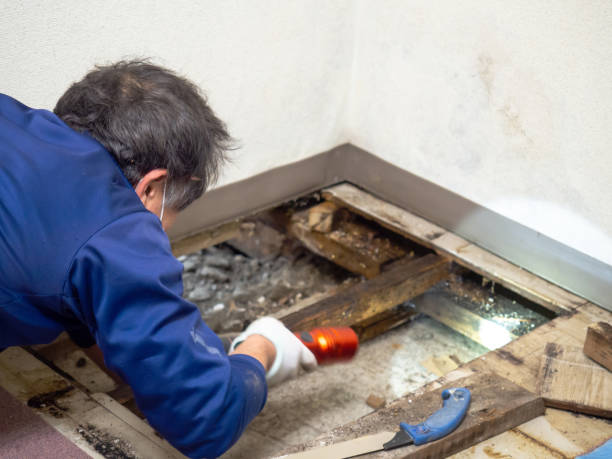 Best Commercial Mold Remediation in Roseville, MN