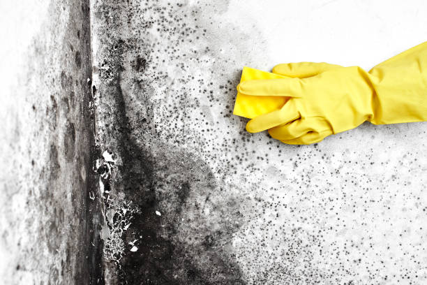 Best Mold Remediation for Schools in Roseville, MN