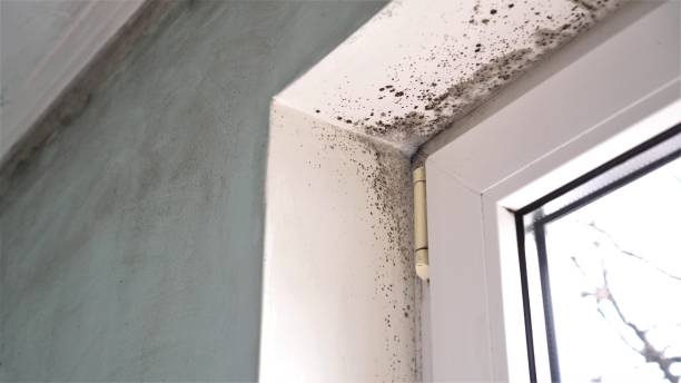 Best Residential Mold Remediation in Roseville, MN