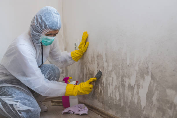 Best Preventive Mold Services in Roseville, MN