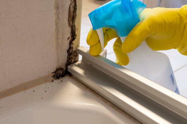 Best Mold Remediation for Specific Building Types in Roseville, MN