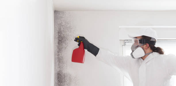 Professional Mold Remediation in Roseville, MN