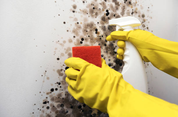 Best Residential Mold Remediation in Roseville, MN