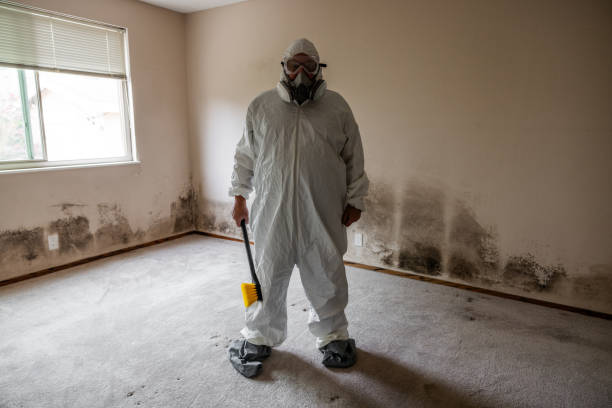 Best Bathroom Mold Remediation in Roseville, MN