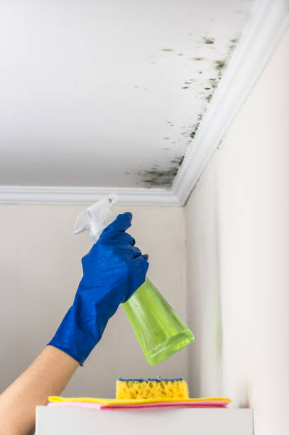 Best Crawl Space Mold Remediation in Roseville, MN